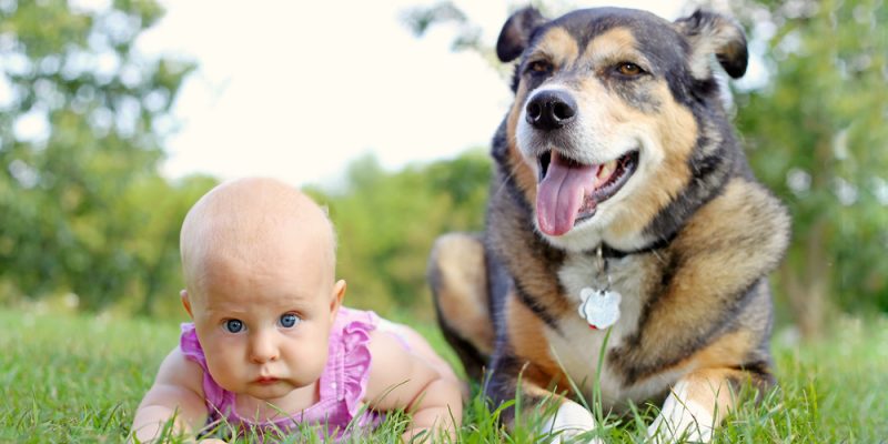 Säugling und Hund – was muss man genau beachten?